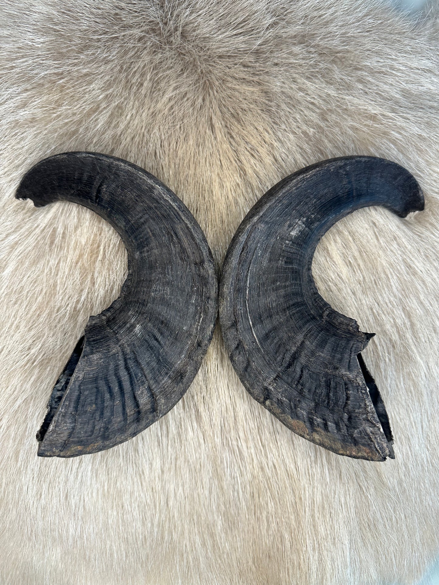 Muffel Horn Nr. 14 Passhörner