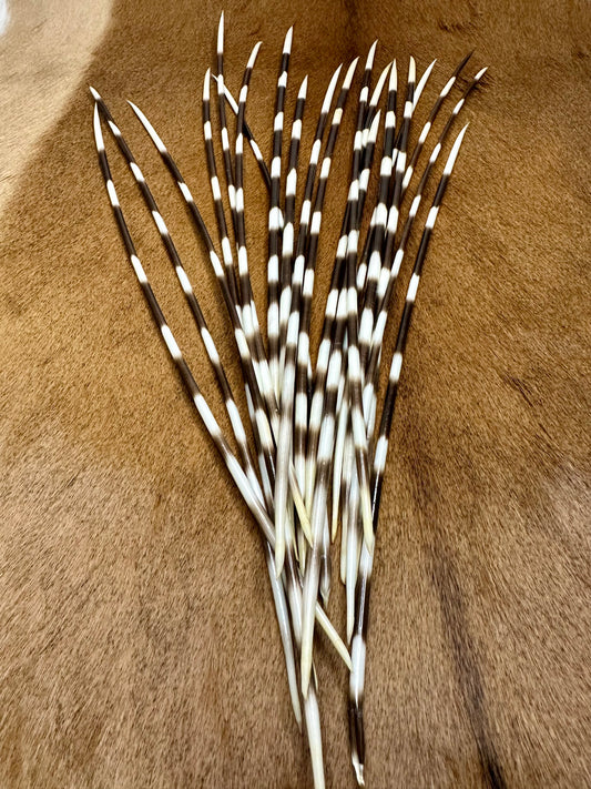 Stachelschweinborsten 31-35cm