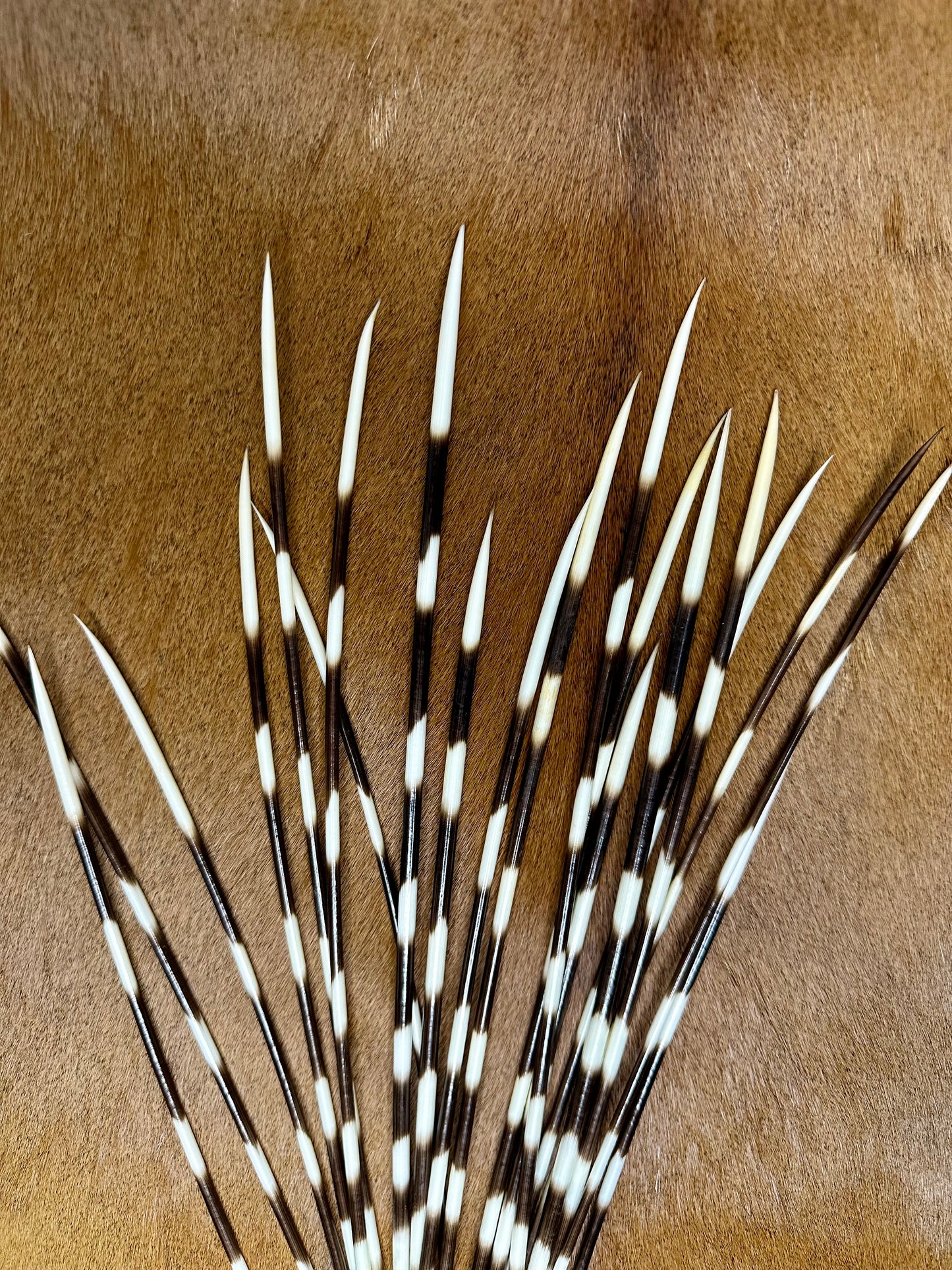piquants de porc-épic 31-35 cm