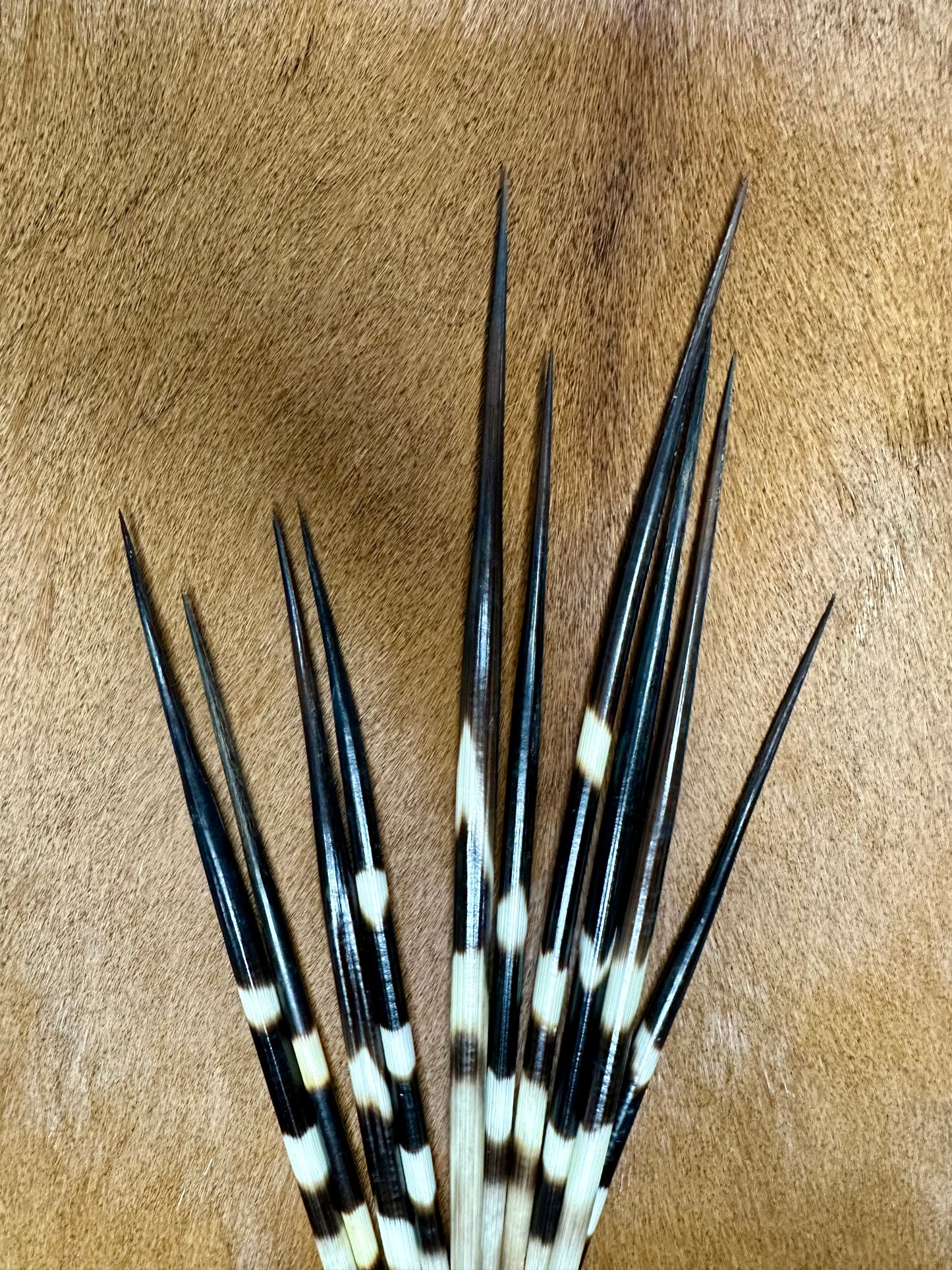 Porcupine quills 26-30cm