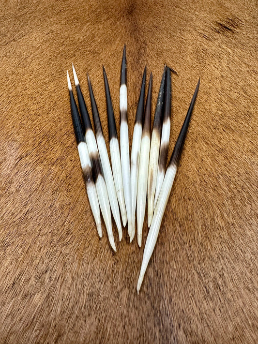 Stachelschweinborsten 11-14,5cm