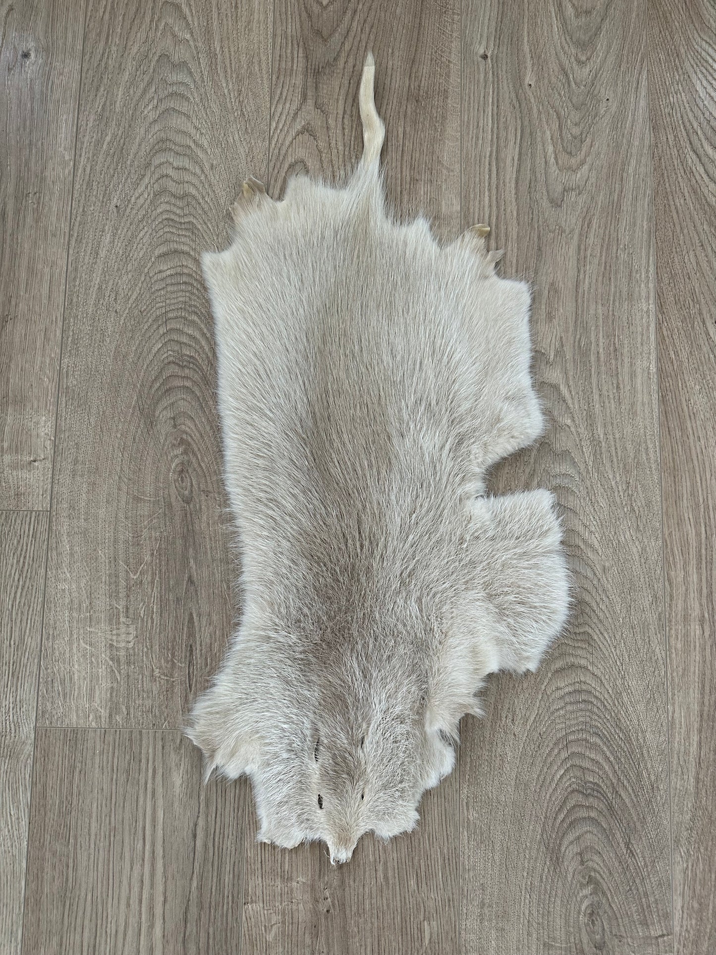Nutria Fell weiß/albino gegerbt und gereinigt 1