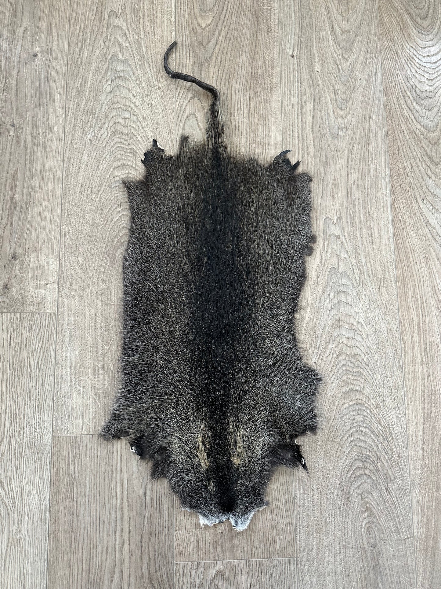 Nutria Fell gegerbt und gereinigt 1