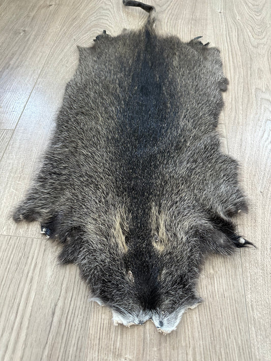 Nutria Fell gegerbt und gereinigt 1