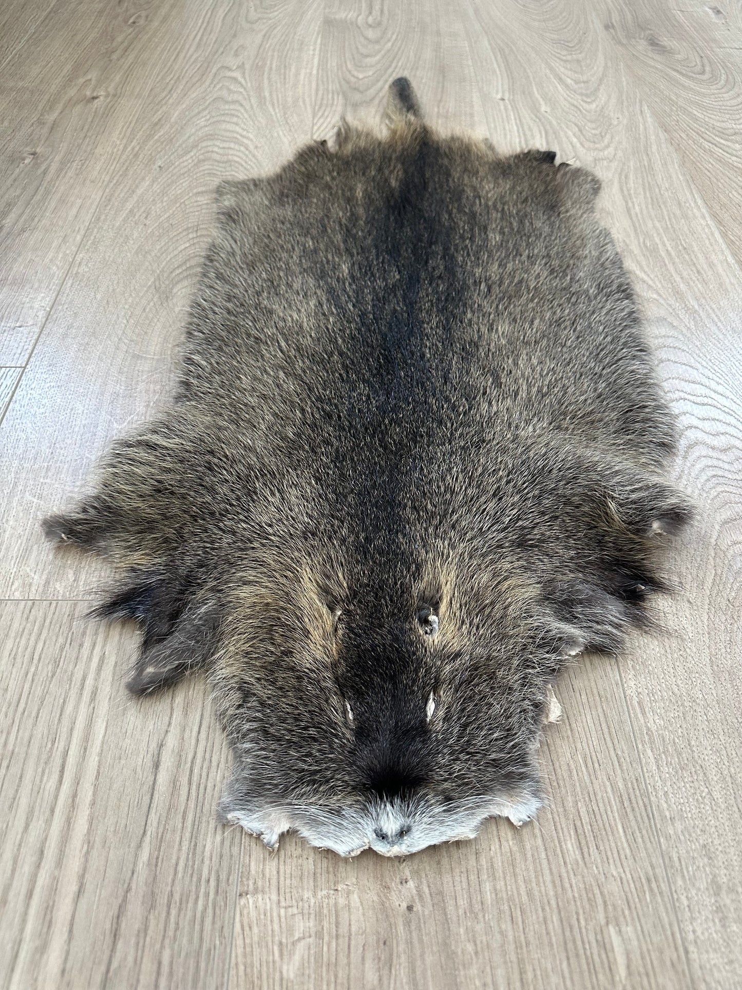 Nutria Fell gegerbt und gereinigt 2