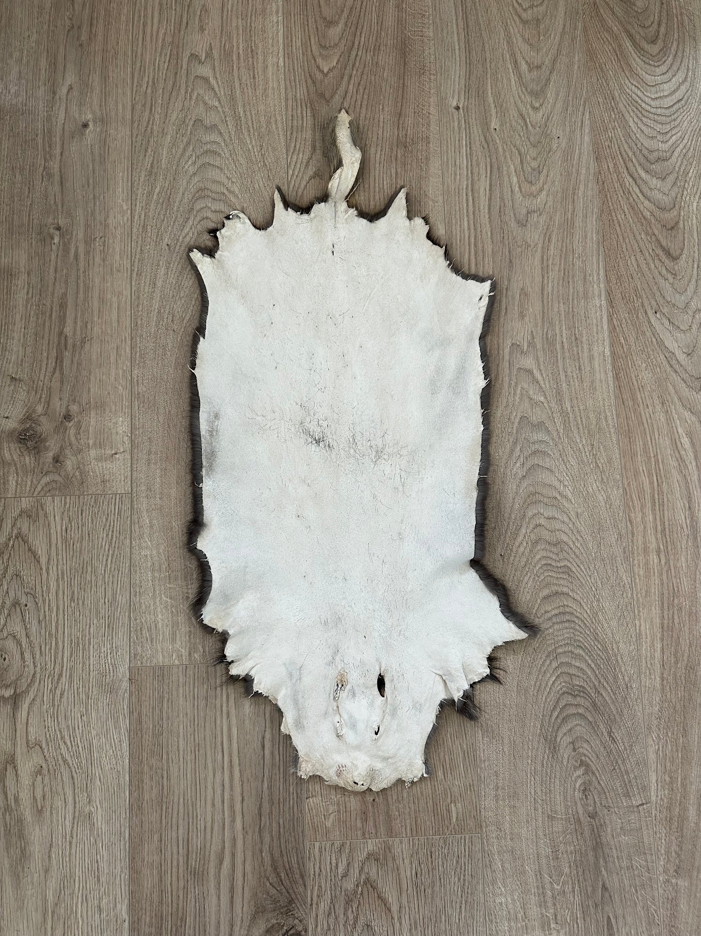 Nutria Fell gegerbt und gereinigt 2