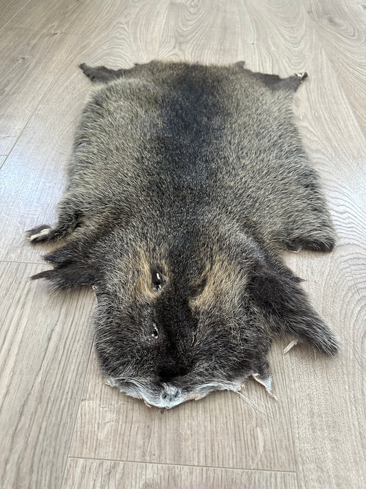 Nutria Fell gegerbt und gereinigt 3