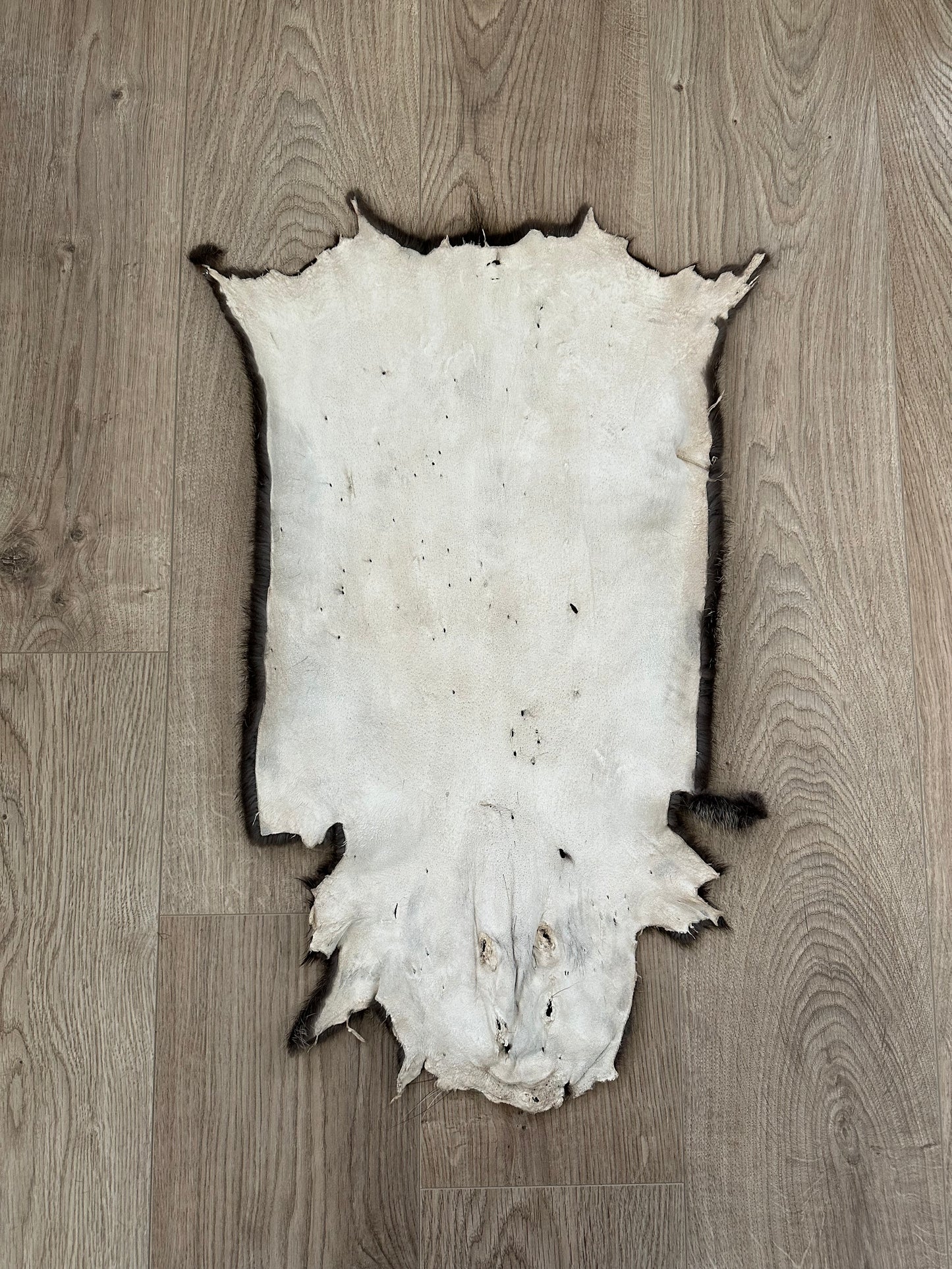 Nutria Fell gegerbt und gereinigt 3