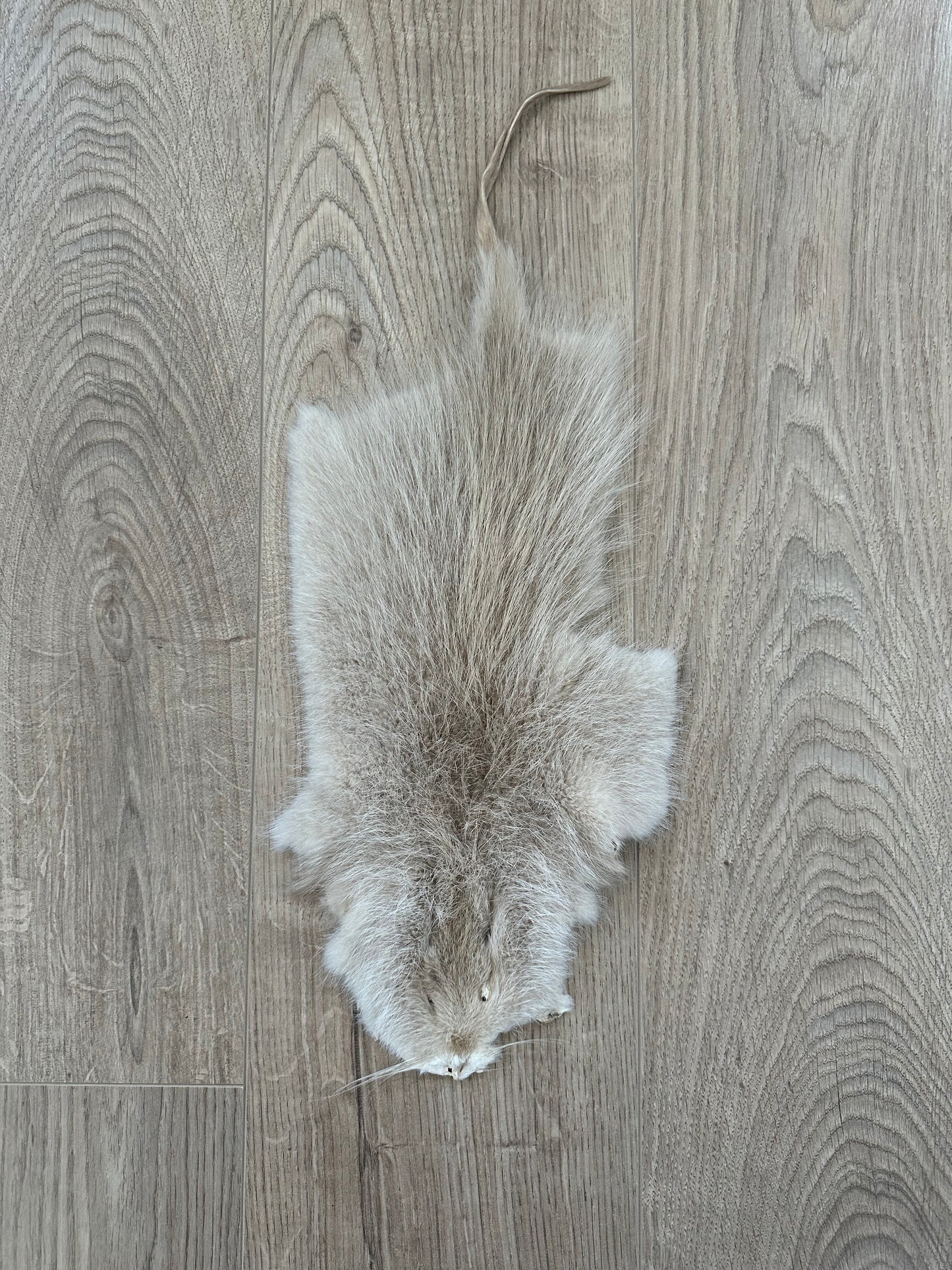 Nutria Fell weiß/albino gegerbt und gereinigt 2