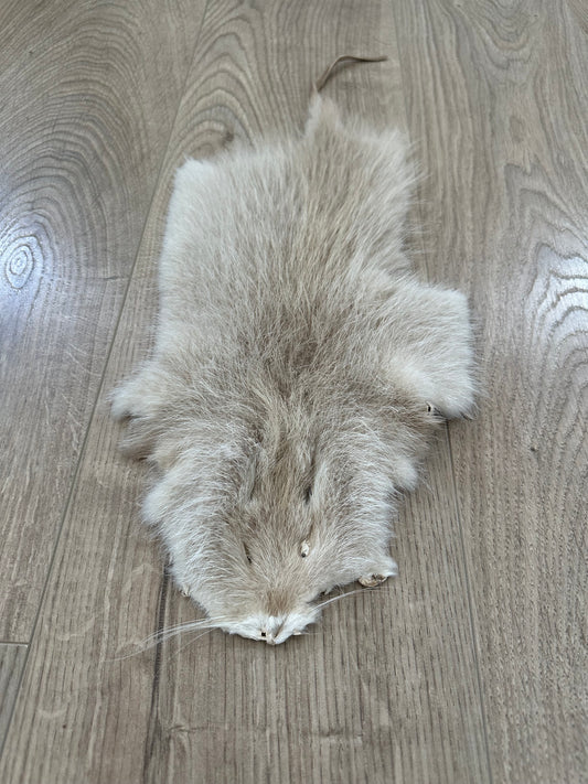 Nutria Fell weiß/albino gegerbt und gereinigt 2