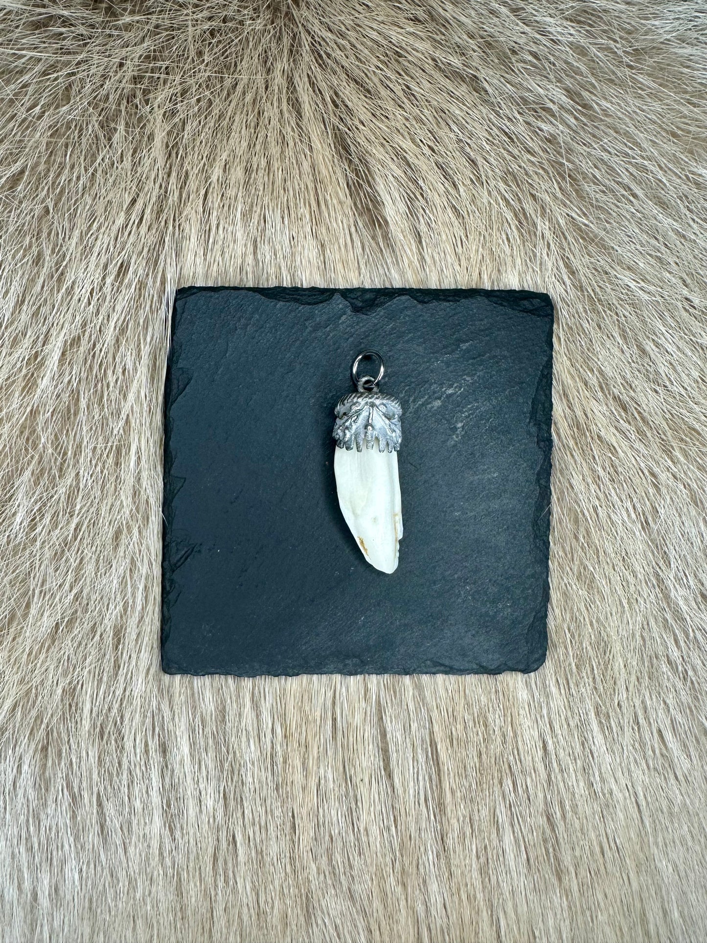 Anhänger Wildschwein Waffe Nr. 11