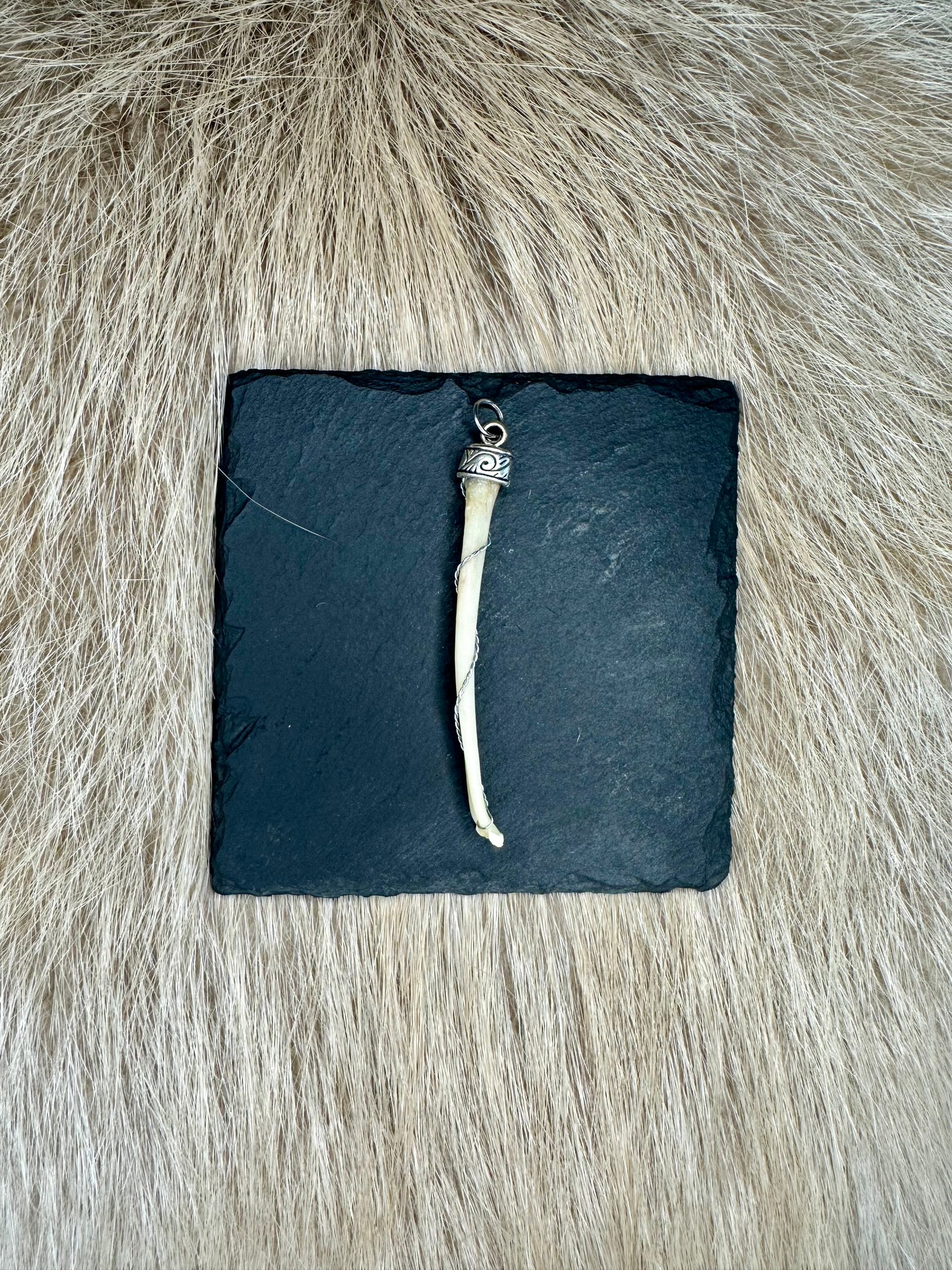 Anhänger Penisknochen Dachs Nr. 4