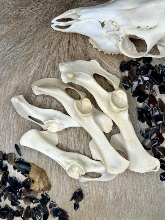 Hüftknochen Reh Natur