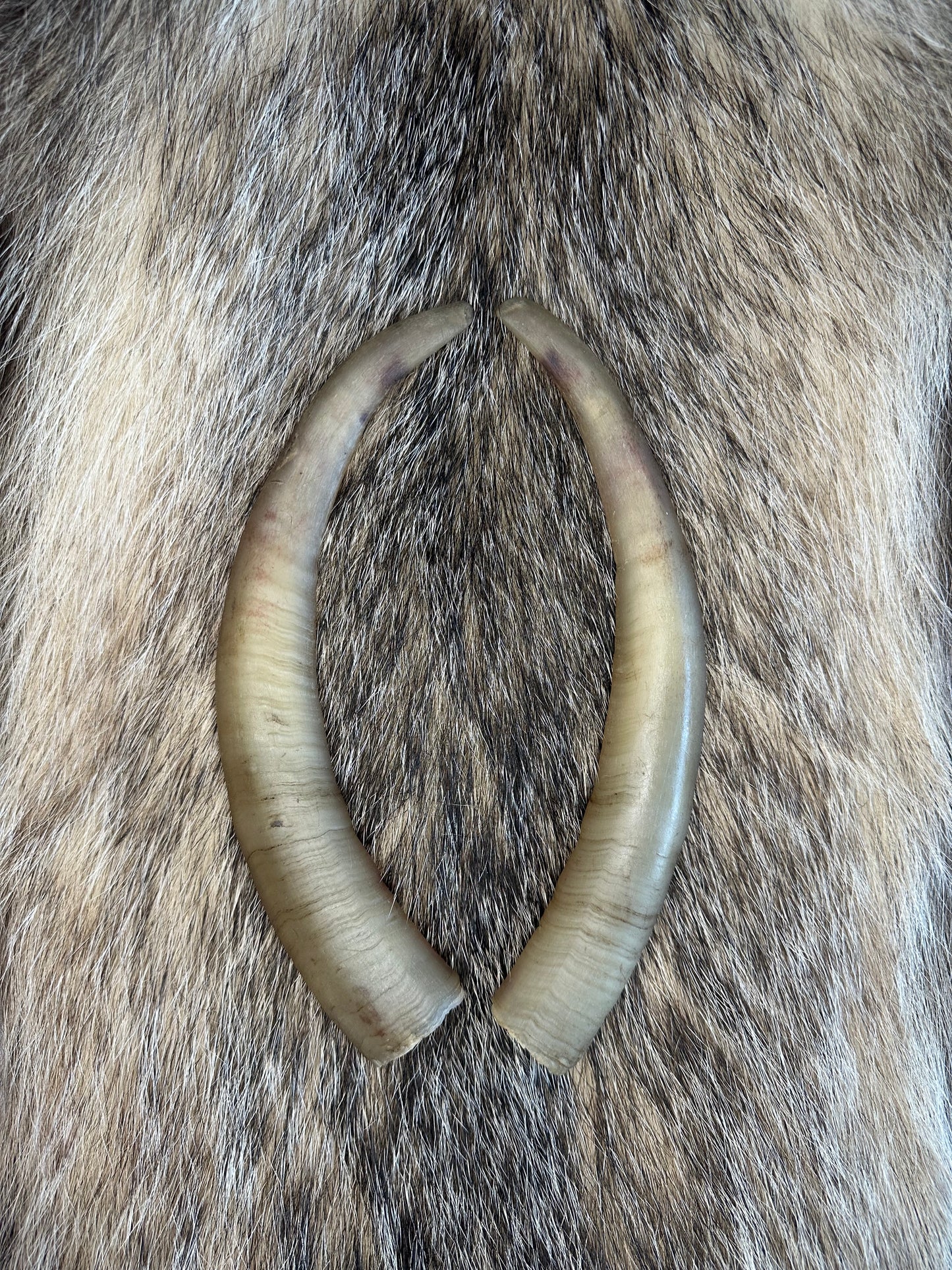 Ziegen Horn Nr. 2