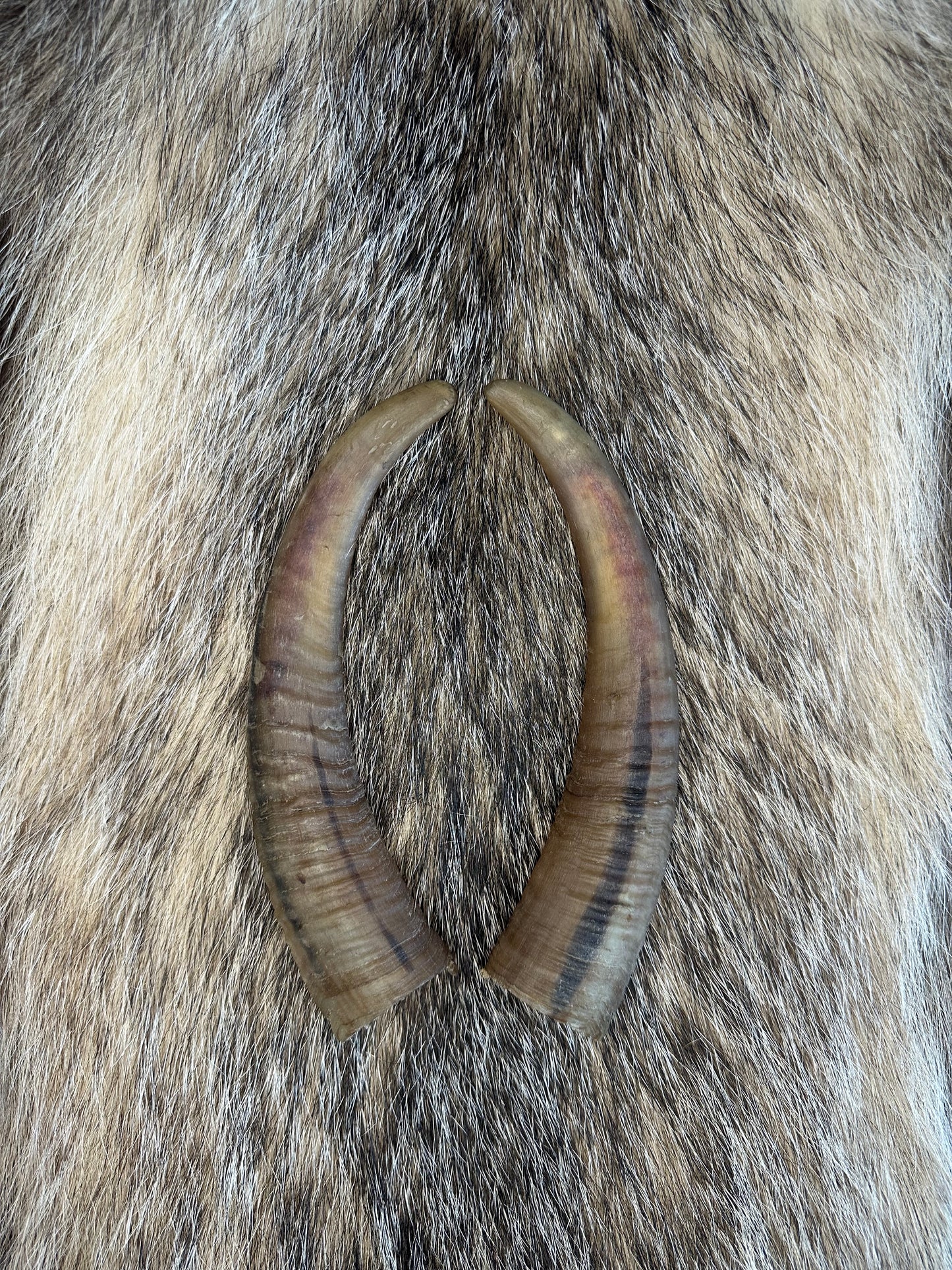Ziegen Horn Nr. 3