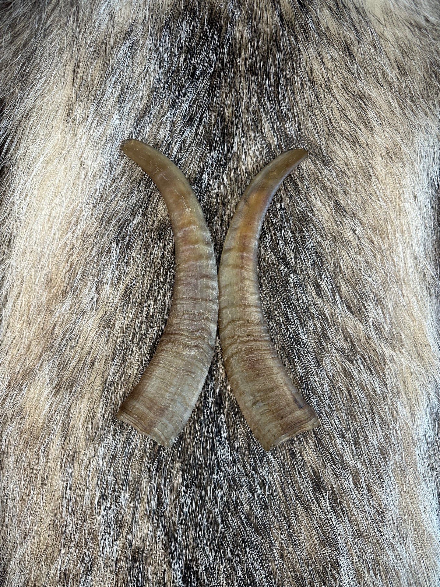 Ziegen Horn Nr. 3