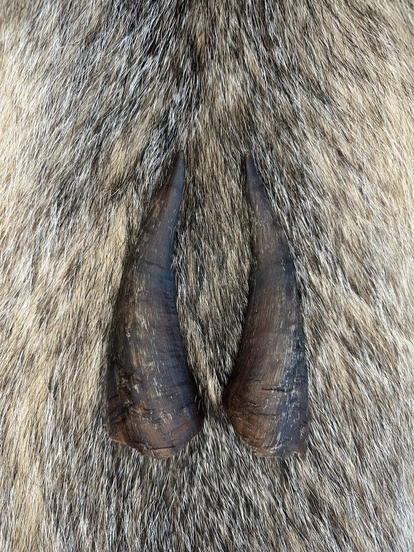 Ziegen Horn Nr. 4