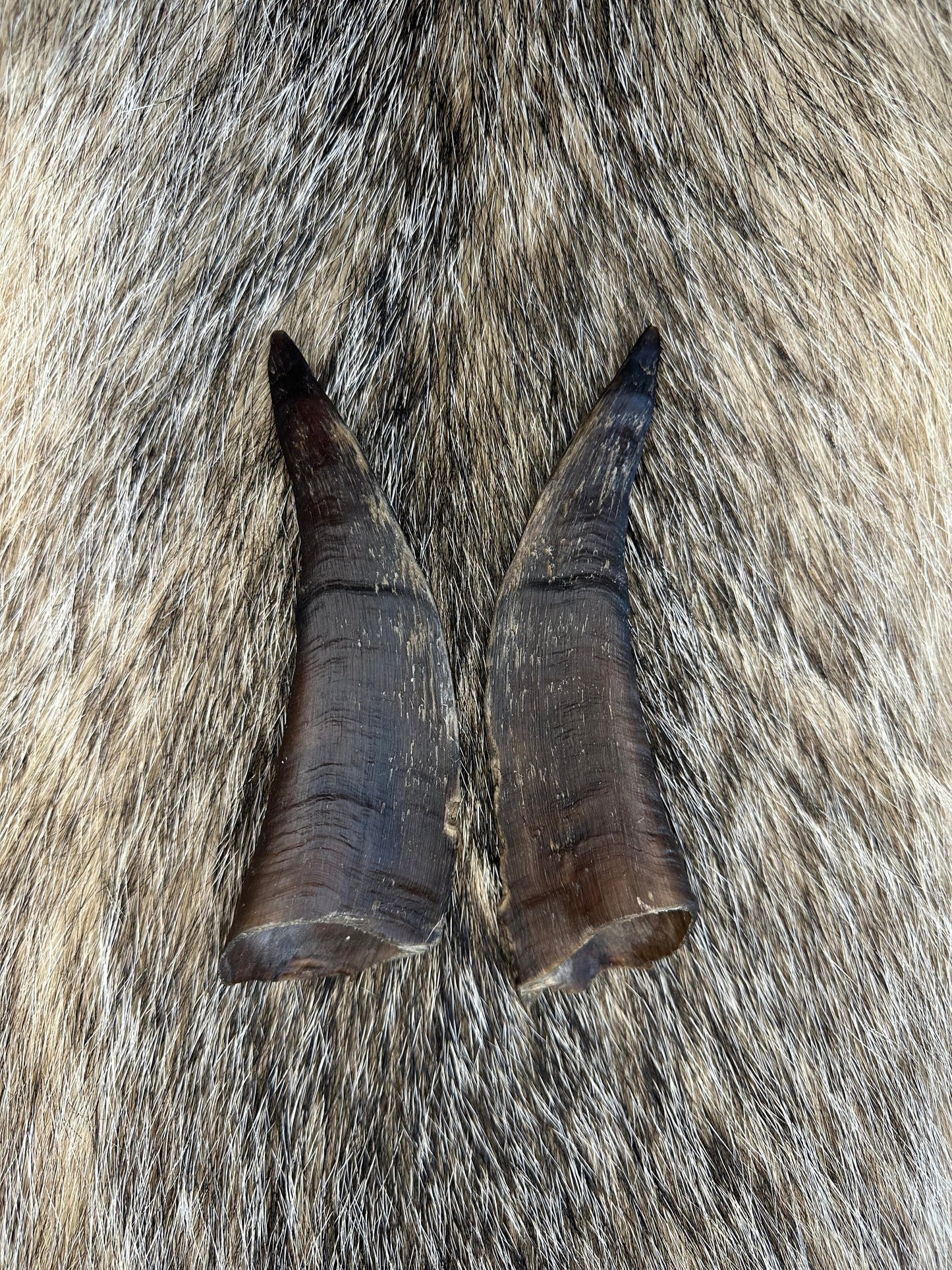 Ziegen Horn Nr. 4