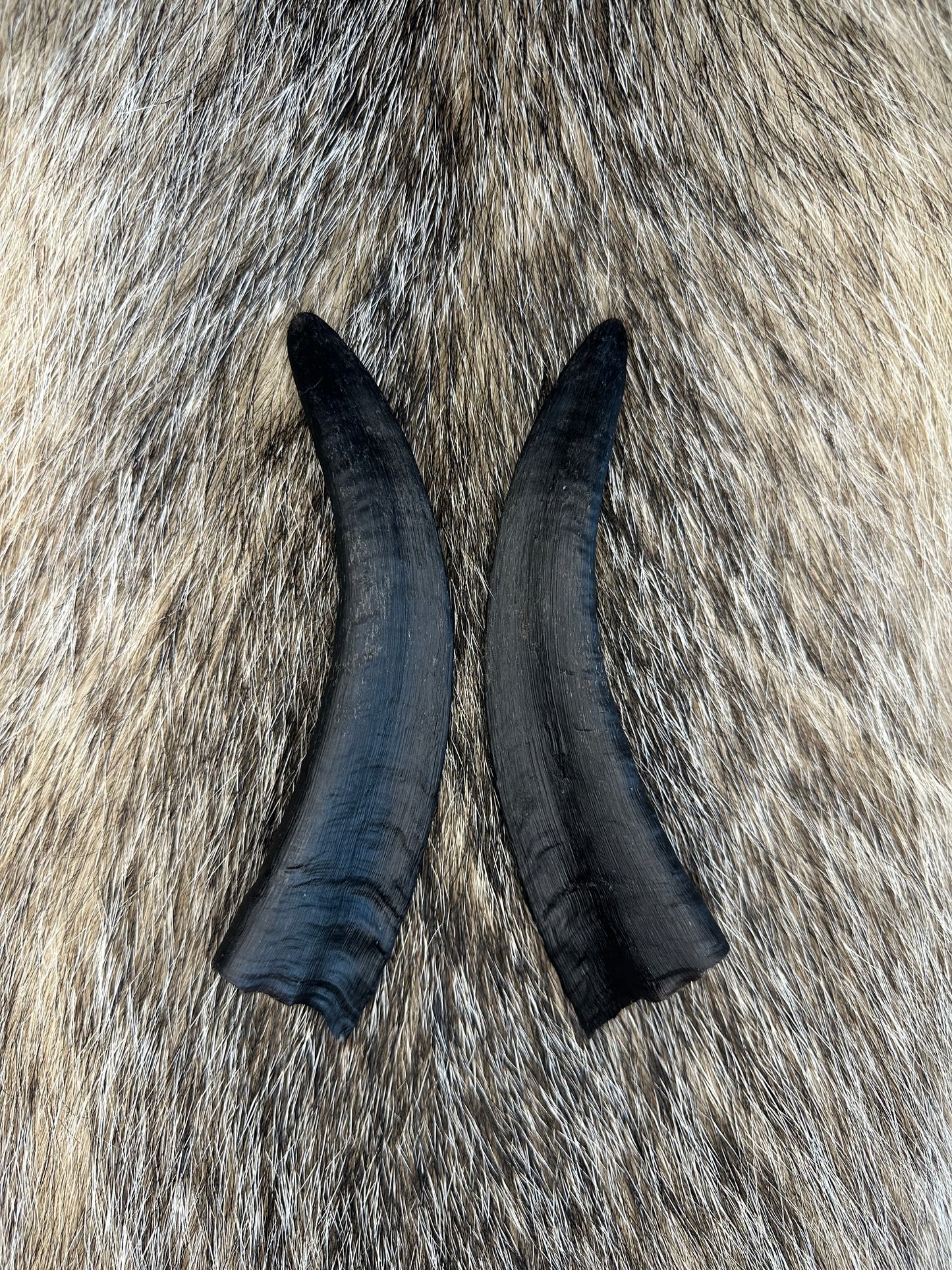 Ziegen Horn Nr. 5