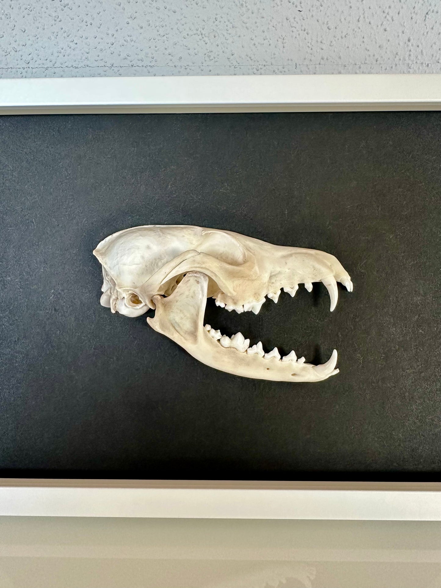 Wandbild Fuchsschädel Weiß