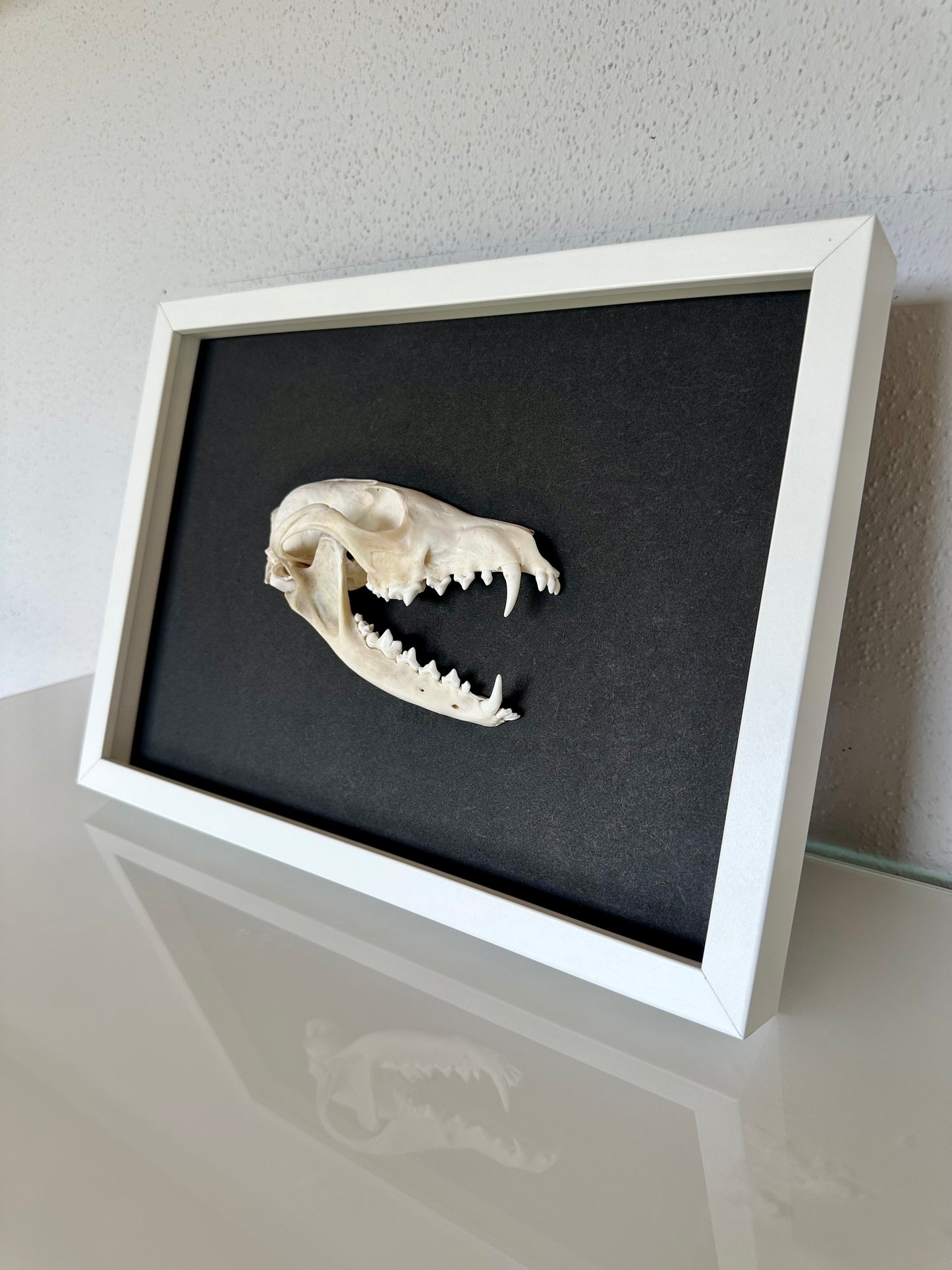 Wandbild Fuchsschädel Weiß