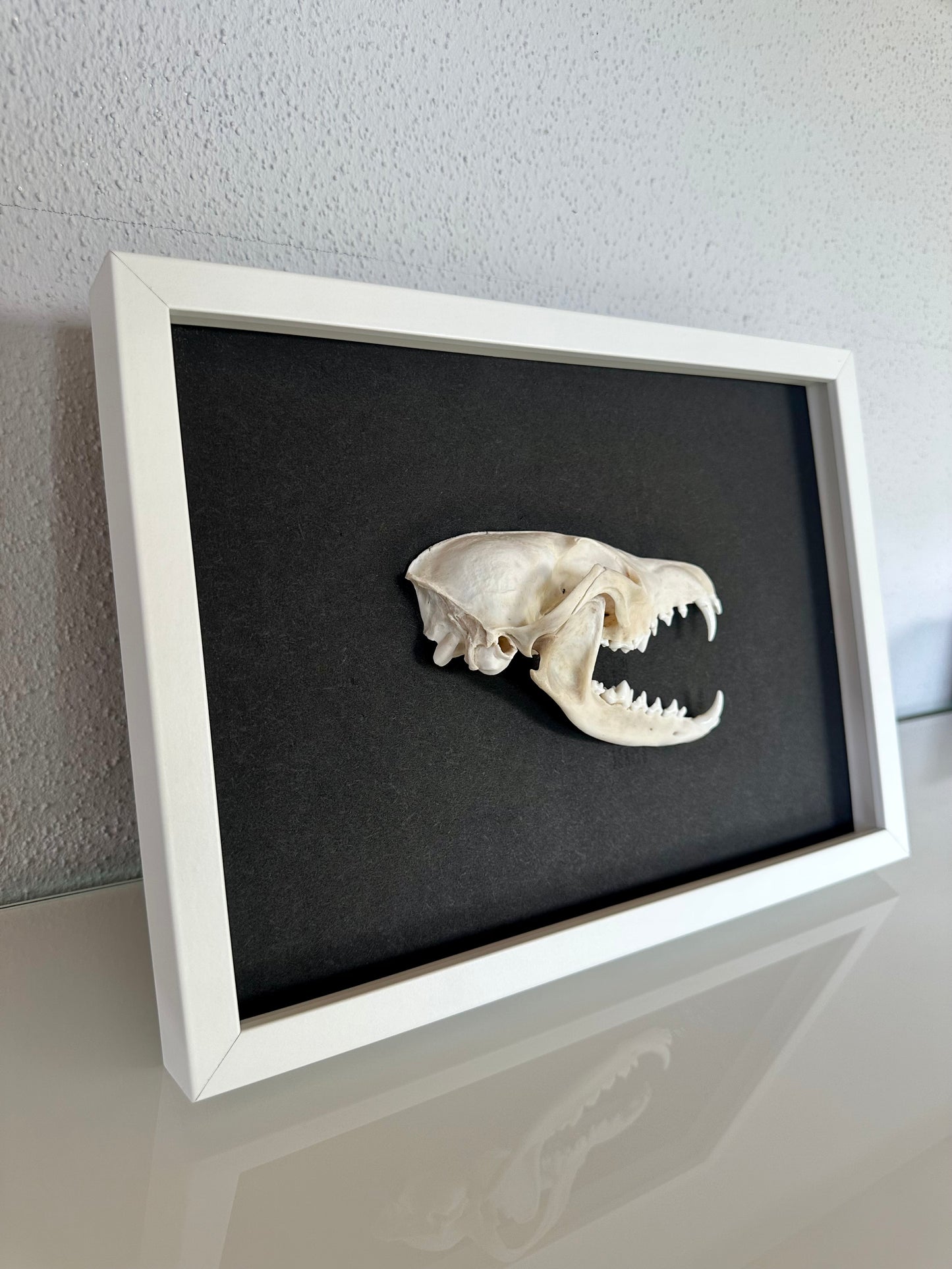 Wandbild Fuchsschädel Weiß