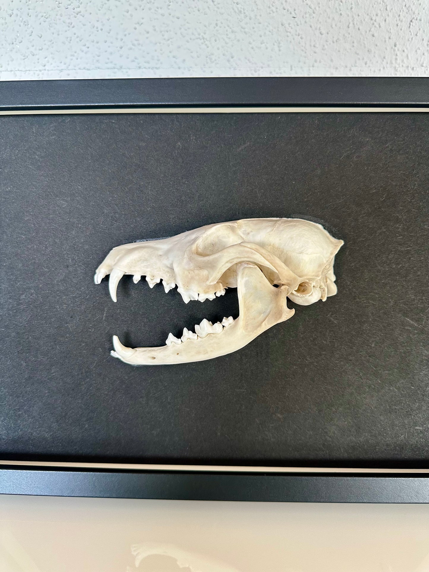Wandbild Fuchsschädel Schwarz