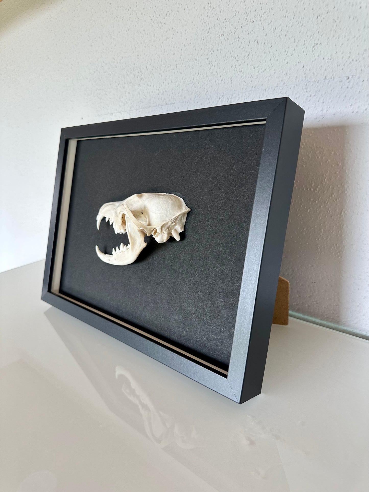 Wandbild Fuchsschädel Schwarz