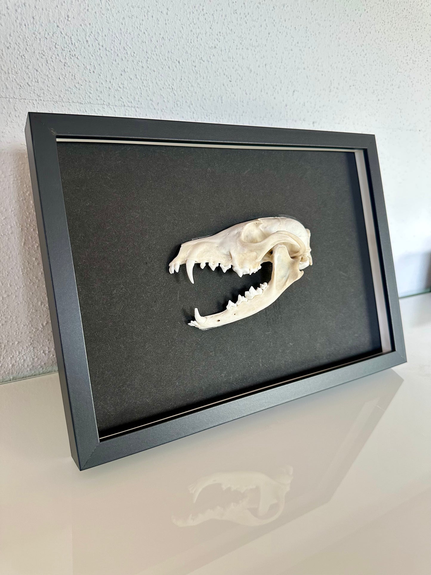 Wandbild Fuchsschädel Schwarz
