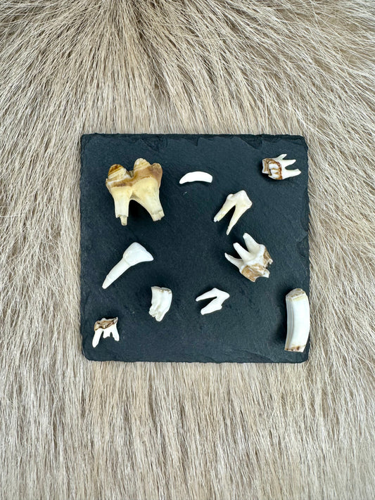 Zähne-Mix im Säckchen