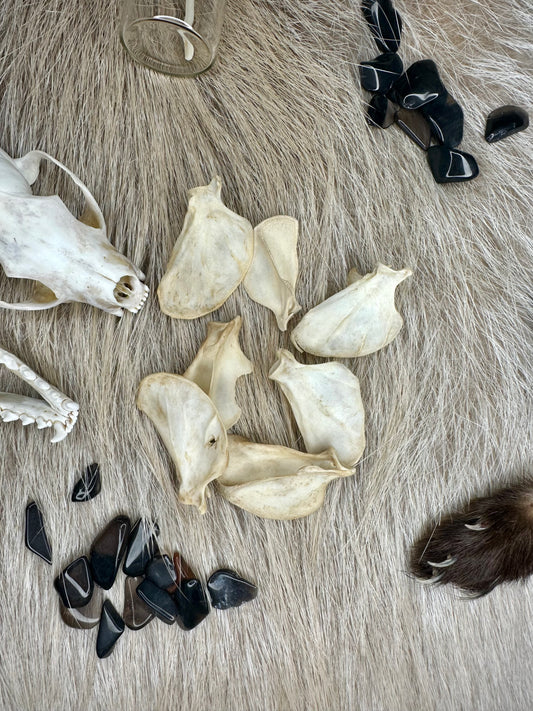 Schulterblatt Marder Natur