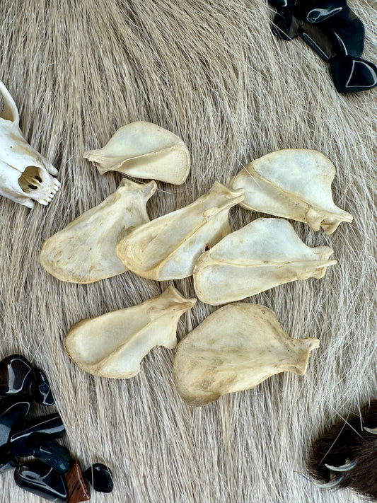 Schulterblatt Marder Natur