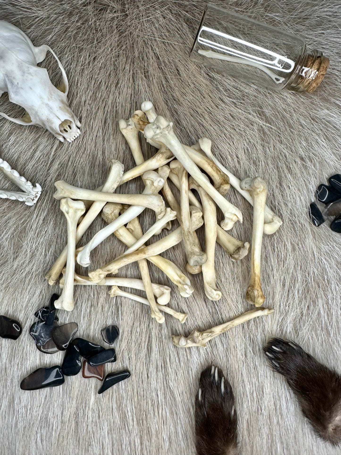 Knochen Marder Natur