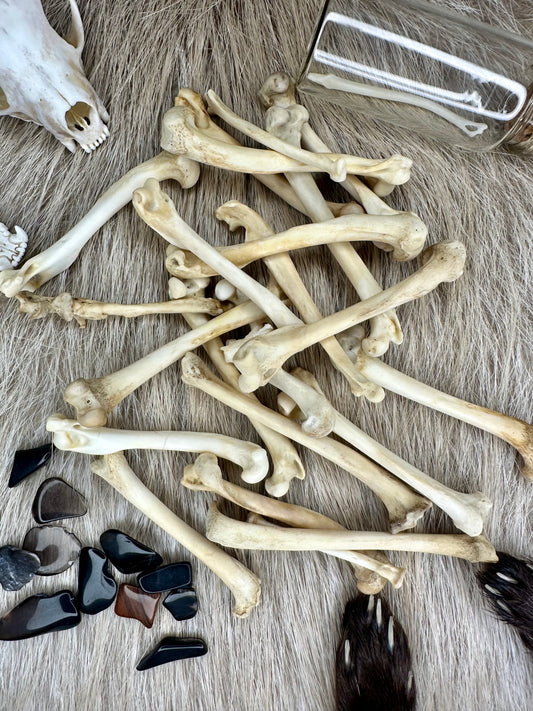 Knochen Marder Natur