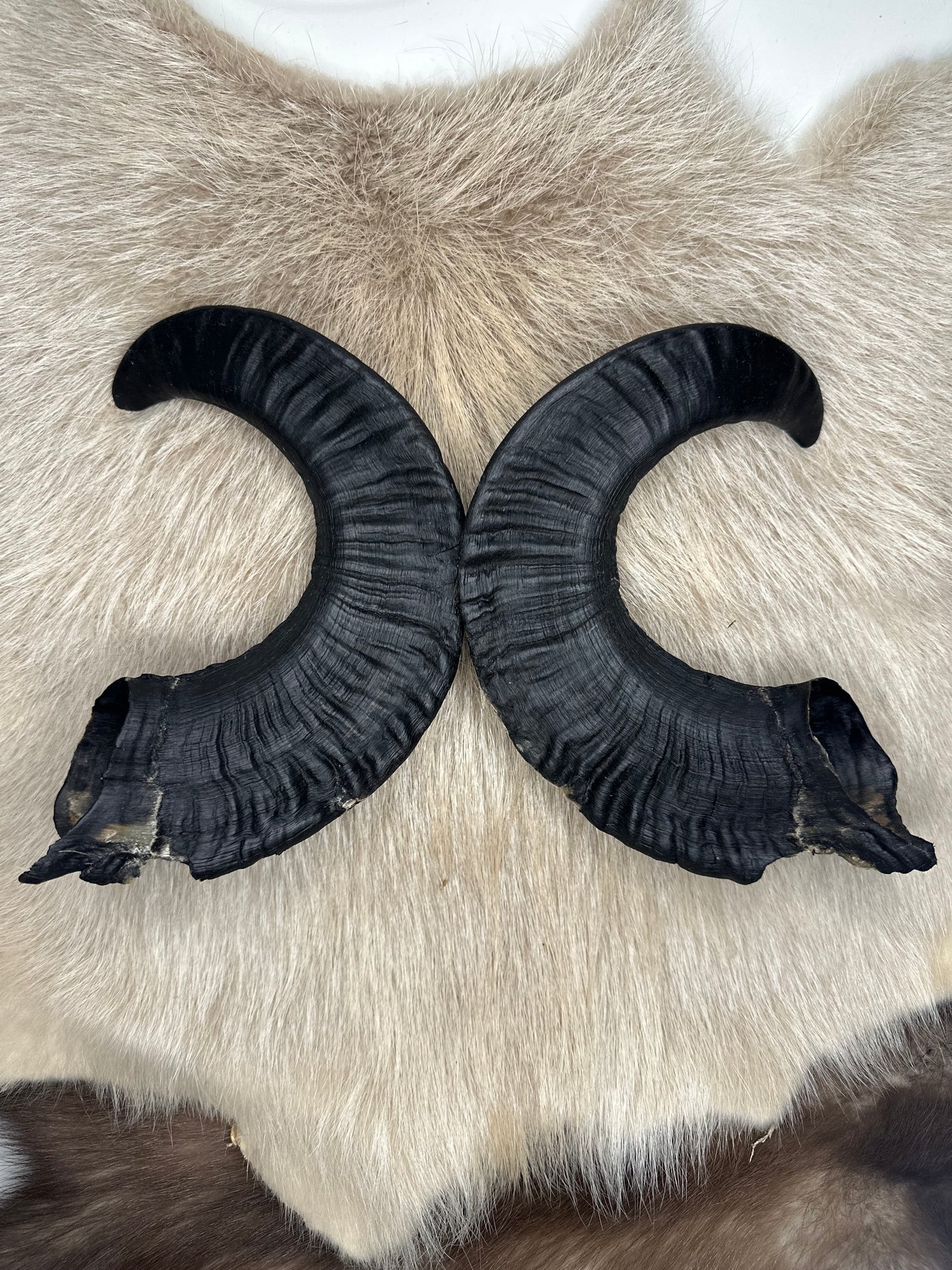 Muffel Horn Nr. 4 Passhörner