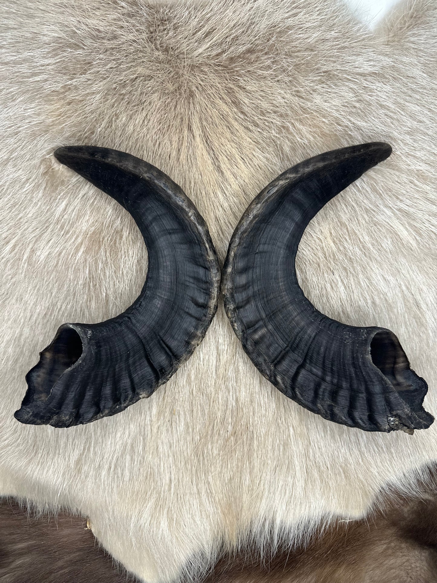 Muffel Horn Nr. 5 Passhörner