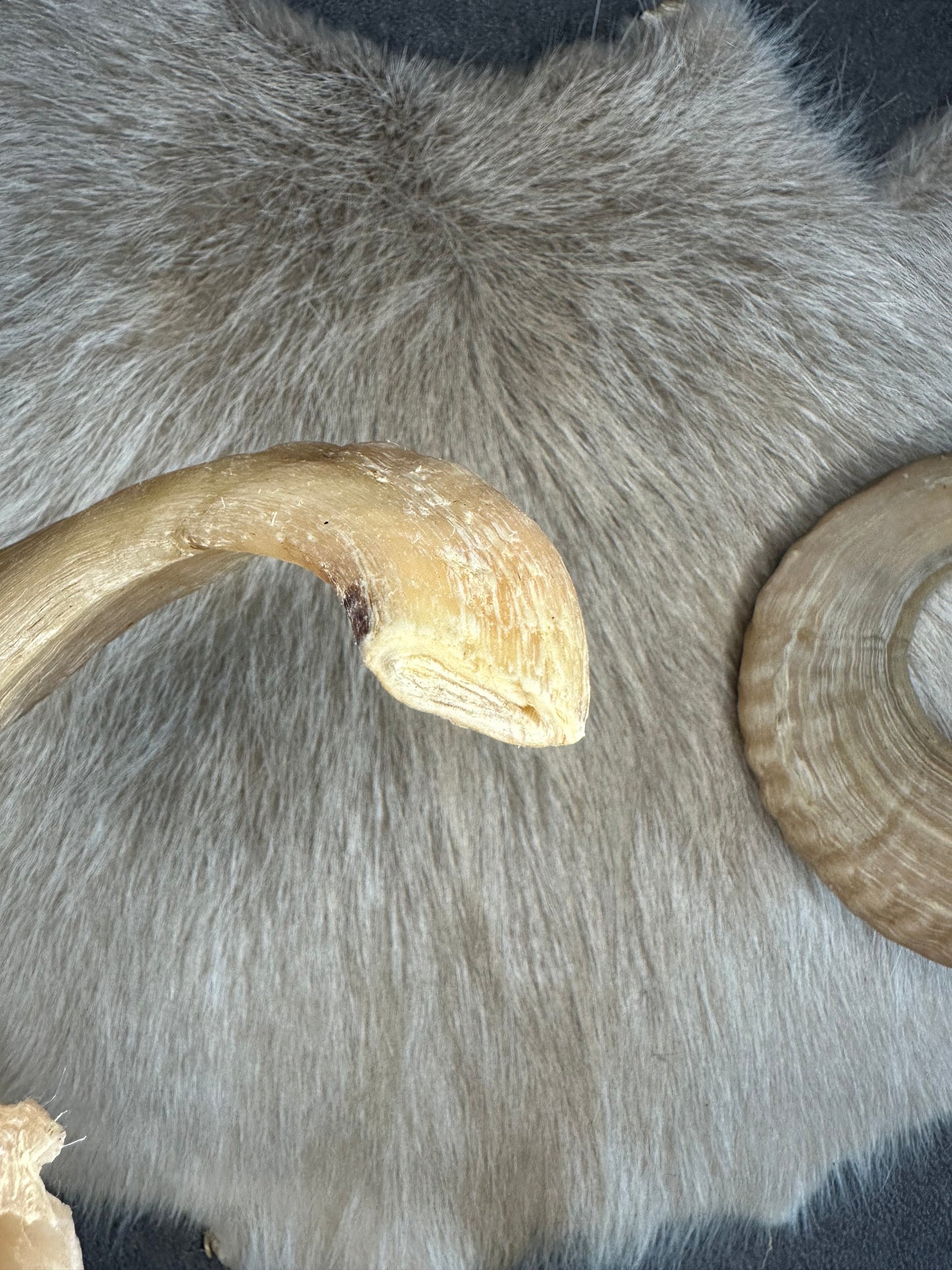 Muffel Horn Nr. 10 Passhörner