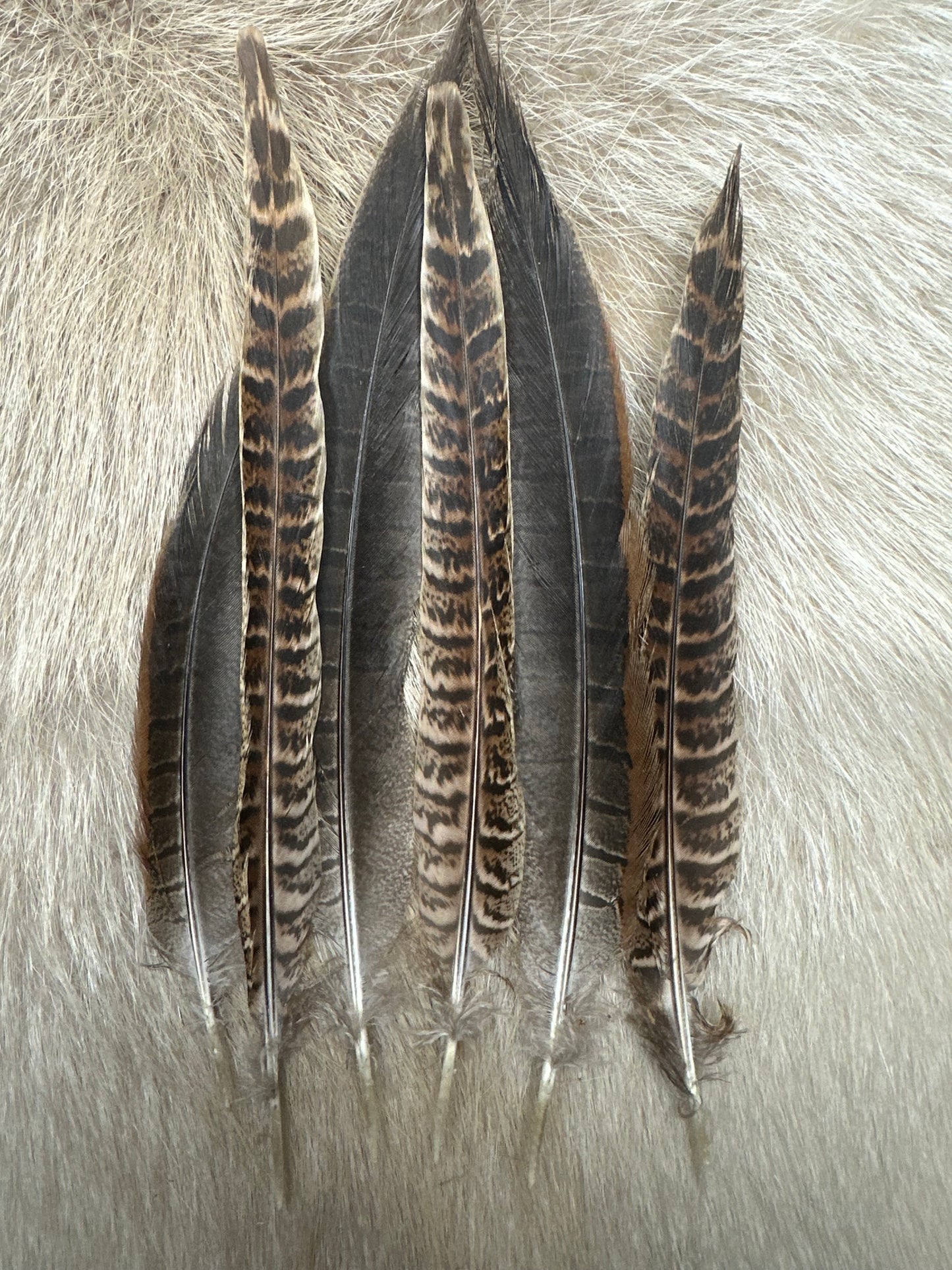 Fasanfedern – Naturfedern vom Jagdfasan | ca. 14–28 cm