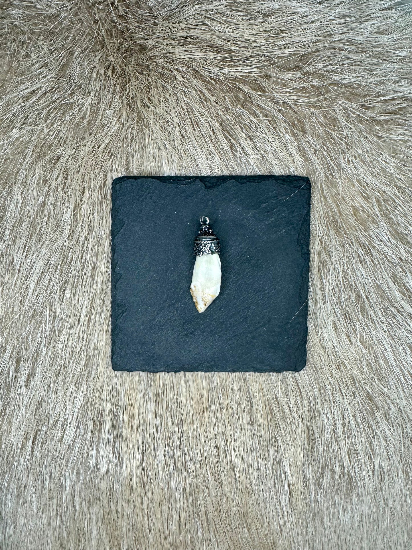 Anhänger Wildschwein Hauer echt SILBER Nr. 9
