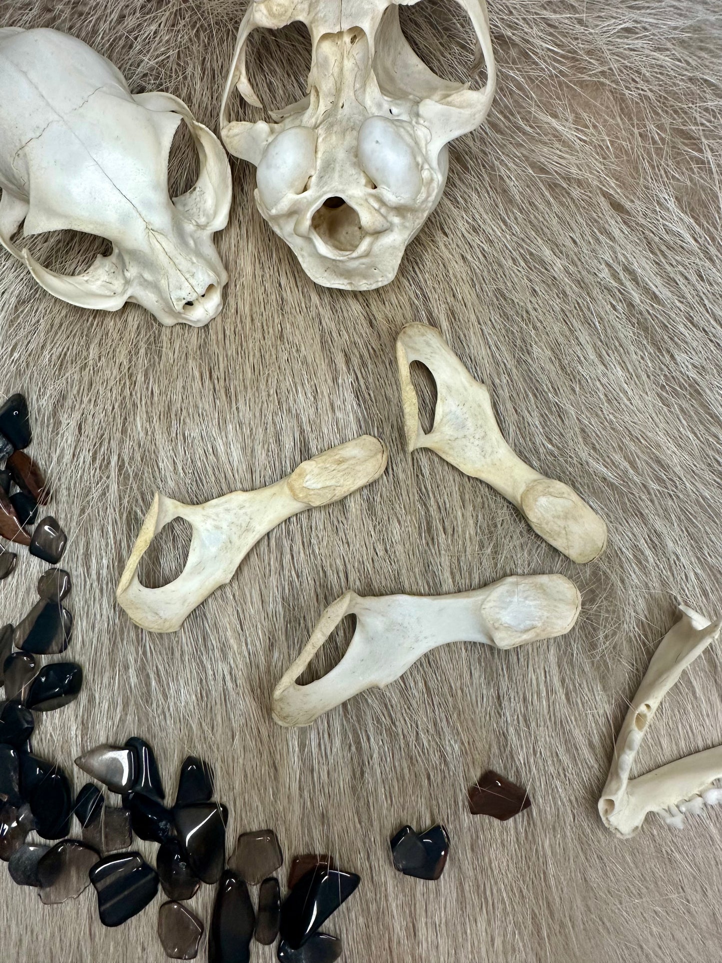 Hüftknochen Katze Natur