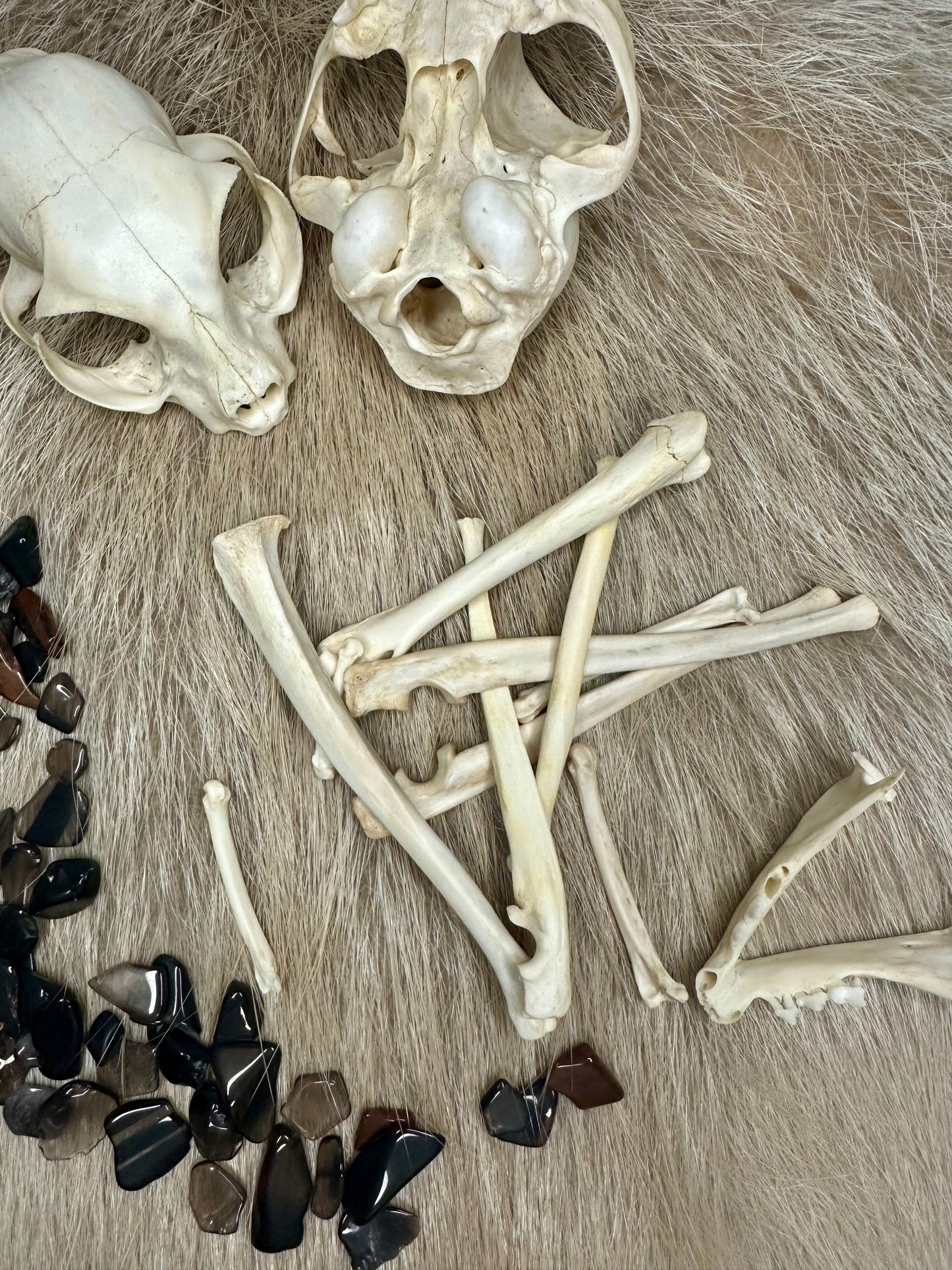 Bones Fox Nature