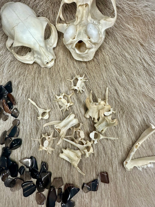 Wirbel Katze Natur