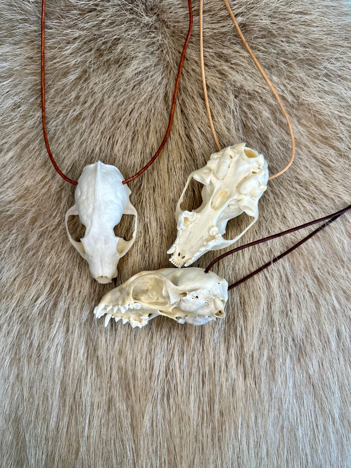 Steinmarder Schädel Halsband