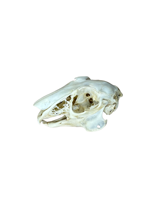Feldhase Schädel