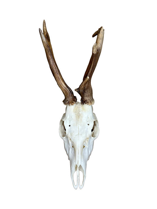 Bockschädel Rehbock Nr. 9
