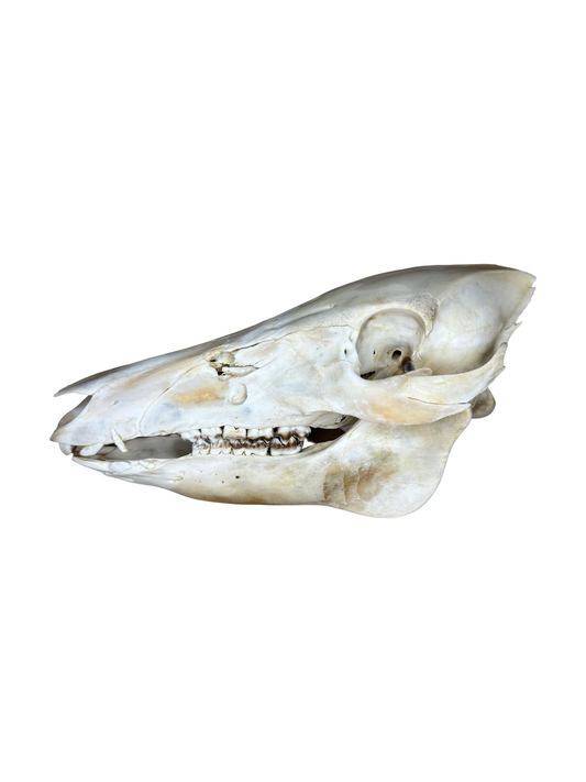 Wildschwein Schädel Nr. 2