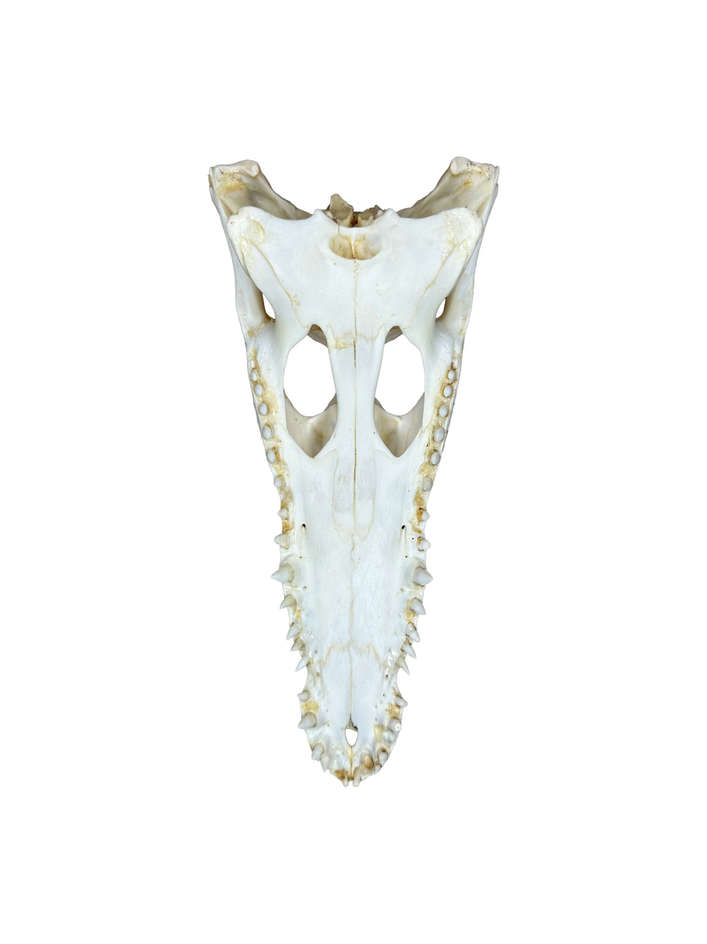 Crâne de crocodile du Nil avec permis CITES, 30 cm, 4002