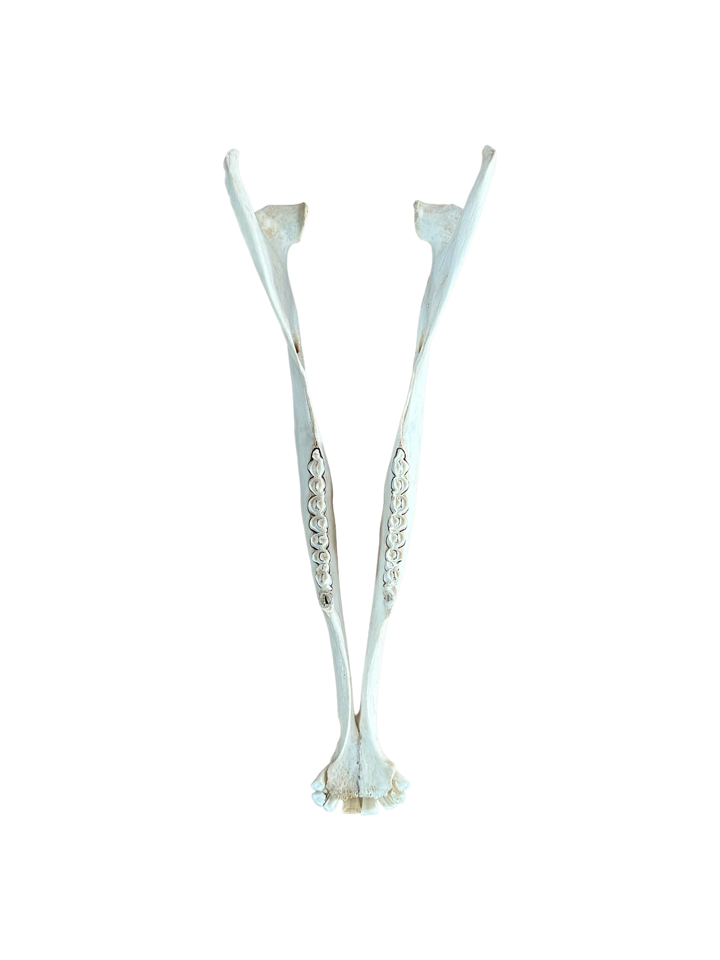 Streifengnu Schädel - 65 cm Hornspannweite