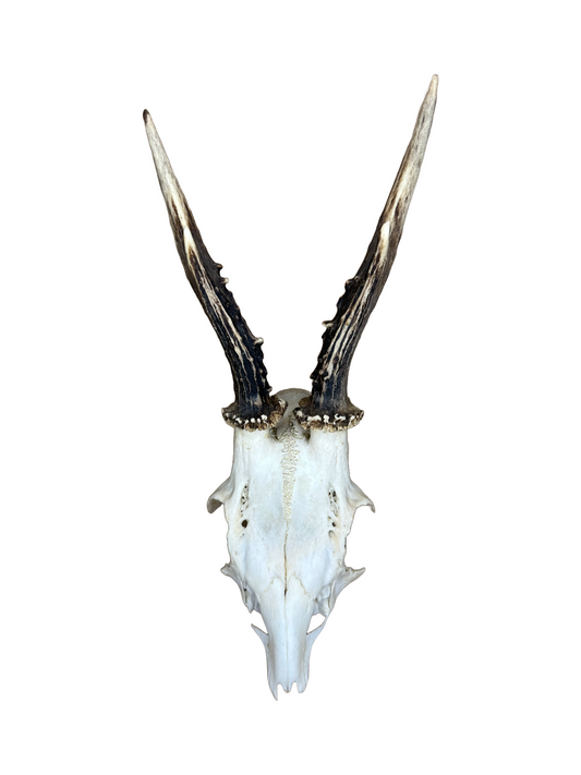 Bockschädel Rehbock Nr. 8