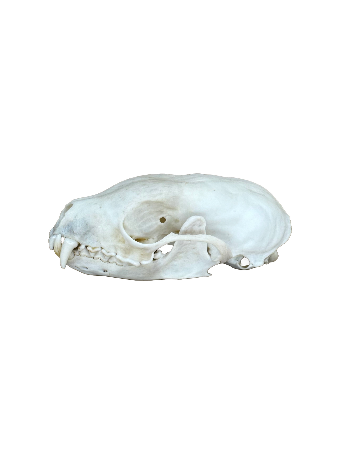 Baummarder Schädel